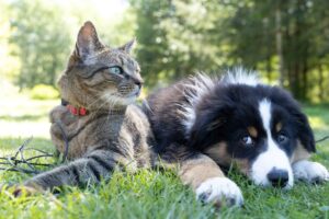 How Can Raw Pet Food Improve Pet Gut Health