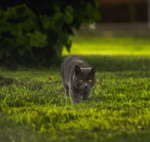 Black Cat Stalking - Prey Animal diet for Immune Health